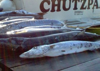 peces marinos